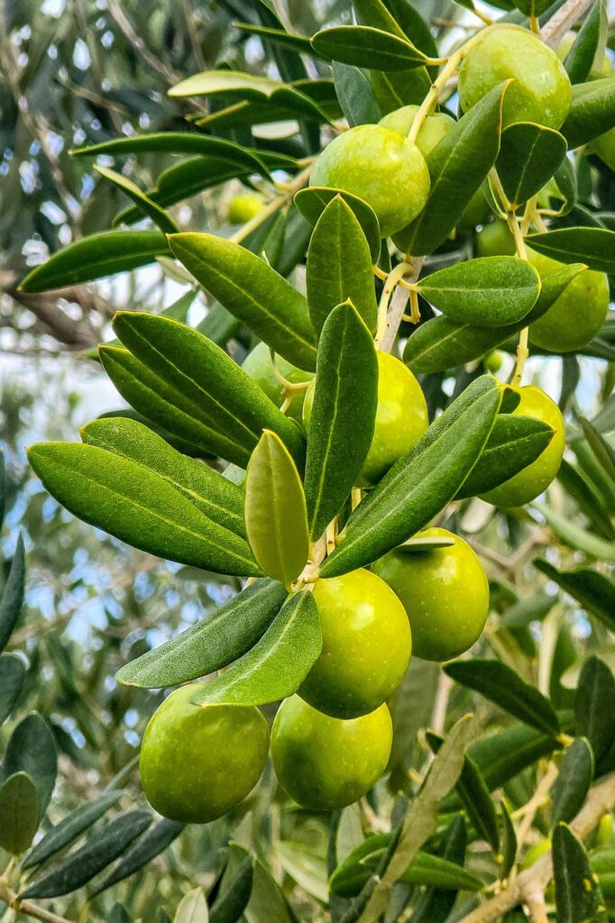 olive, green olives, green, olive branch, tree, olea europea, mediterranean, fruits, healthy, organic, harvest, plant, food, olive oil, kitchen, nutrition, agriculture, farming, nature, olive, olive, olive, olive, olive, green olives, olive branch, olive branch, olive branch, mediterranean