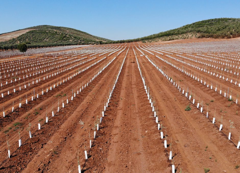 plantacion de un olivar intensivo